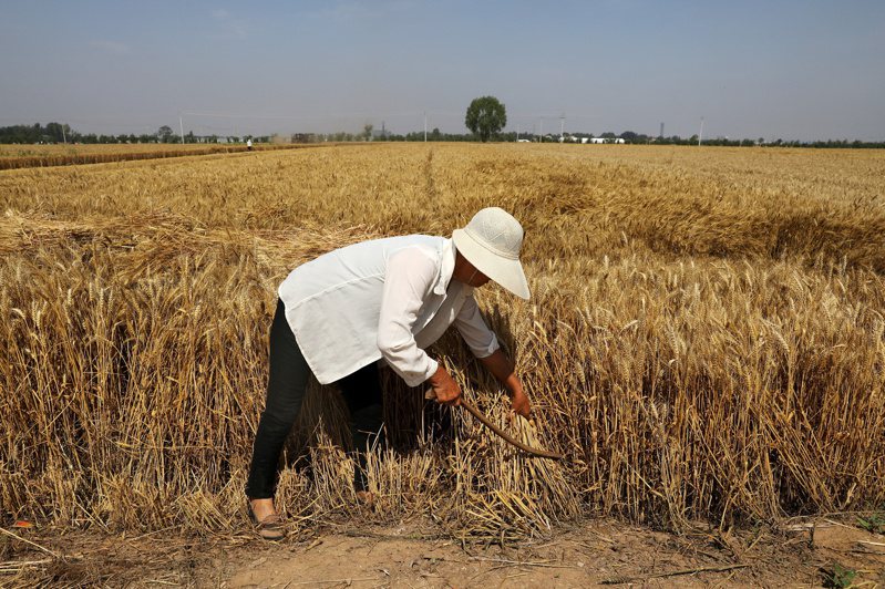 图为中国大陆河北省农民在一处麦田收割麦子的档案照片。路透(photo:UDN)
