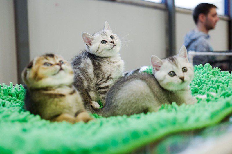日本一项最新研究发现，猫咪认得同住的猫室友的名字。图为本月初于莫斯科举行的猫展。（新华社）(photo:UDN)
