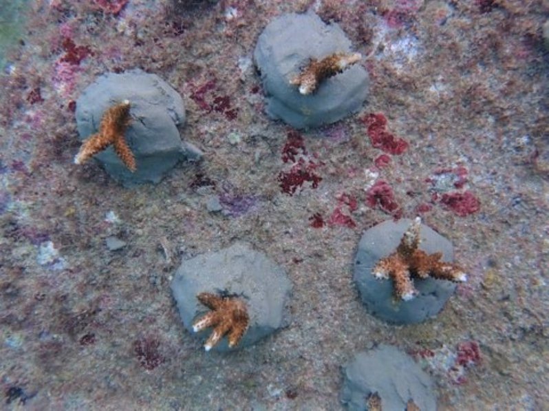 屏東海生館展開搶救小琉球珊瑚大作戰，在杉福漁港內航道南側建立珊瑚苗圃，驚喜發現自現地移植耐熱的軸孔珊瑚，半年間快速成長約5公分。圖／樊同雲提供