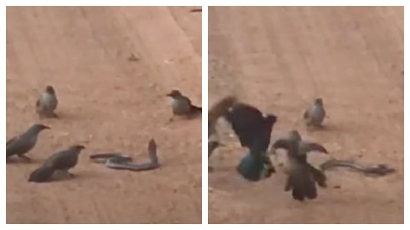一隻毒蛇遭到鳥群圍攻，鳥群不斷反覆飛撲俯衝狂啄毒蛇。 （圖/取自影片）