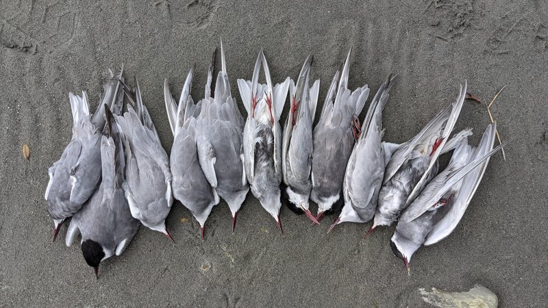 花蓮溪出海口近日有鳥友發現大批野鳥死亡，縣府採樣送驗，確認是高病原性的H5N1禽流感病毒株。圖／花蓮縣野鳥學會提供