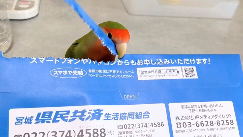 愛情鸚鵡Ringo擁有打開信封的特殊技能。圖擷自@LOVEKEDS_