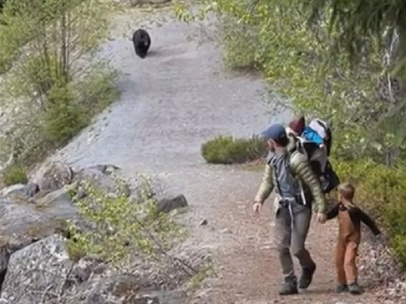 美国犹他州盐湖城年轻夫妻布莱登与麦可日前带着3个孩子到加拿大英属哥伦比亚省一条广受欢迎的山间小径健行，却遇到一只黑熊尾随大约20分钟，直到最终才逐渐不见踪影。路透 & & Storyful / Brighton Peachey(photo:UDN)