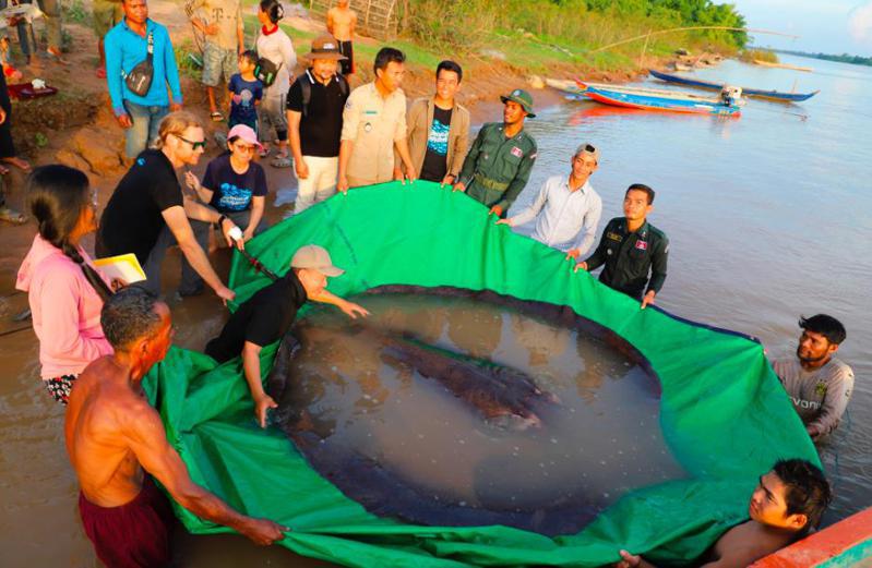 科学团队日前在柬埔寨湄公河捕获到世界最大淡水鱼魟鱼，长约4公尺、重达约300公斤。截自推特(photo:UDN)