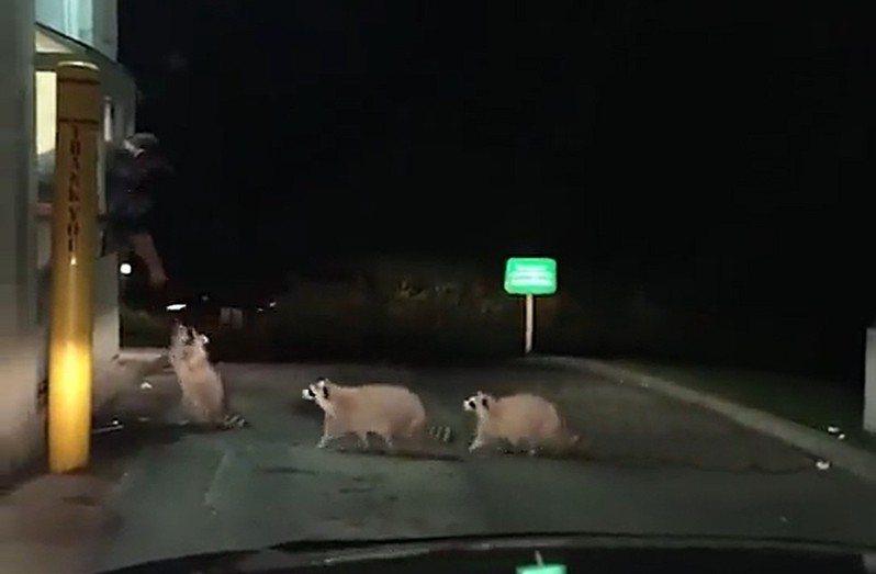 3隻浣熊乖乖在速食店得來速排隊領取食物。圖擷自@AubryAndrews