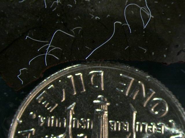 白色丝状的Thiomargarita magnifica与10美分硬币，细菌清晰可见。（劳伦斯伯克利国家实验室）(photo:UDN)