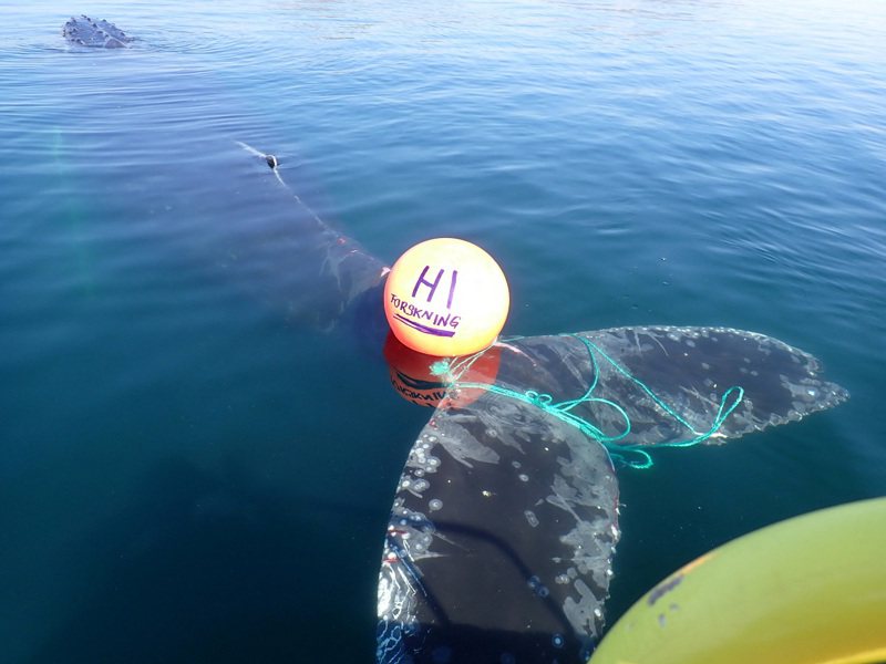挪威的海岸防卫队日前救了一只尾巴被绳索与浮标缠住的鲸鱼。从他们发布的影像可见到，这只鲸鱼重获自由后潜入水中跟甩动尾巴，更在海面溅起了一阵阵的浪花。路透 / Norwegian Coast Guard(photo:UDN)