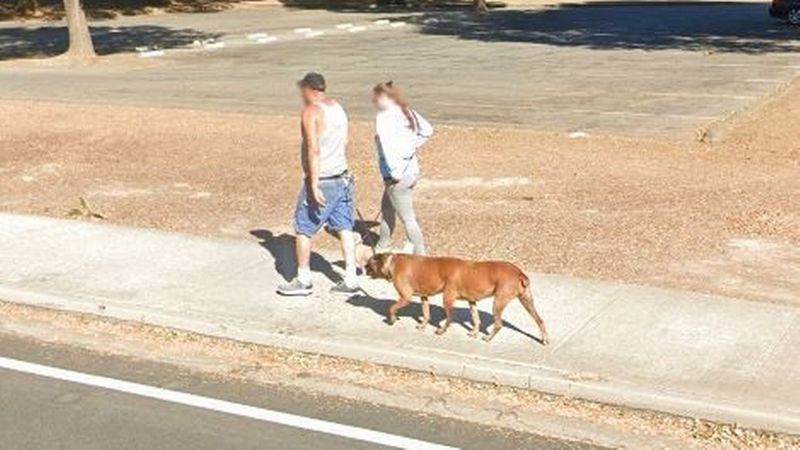 一名男子在逛Google地圖時發現有一隻狗竟有兩隻肚子跟六條腿。 (圖/取自Google Map)