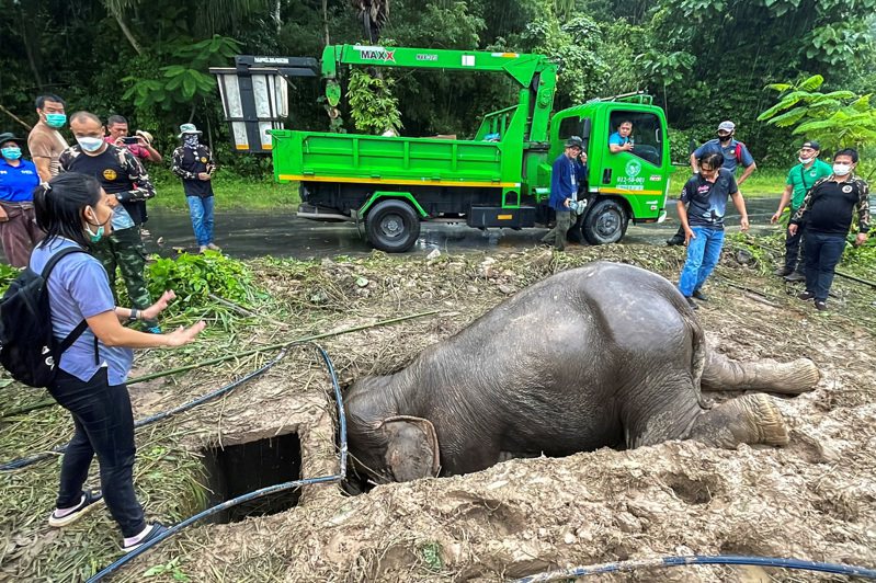 母象試圖救出受困小象。路透