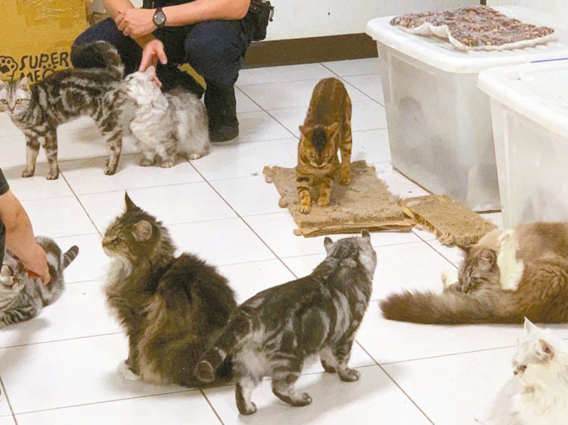 新北有飼主不當飼養30多隻貓，動保團體指出，現場簡直是「人間煉獄」。圖／台灣NOE行動組織提供