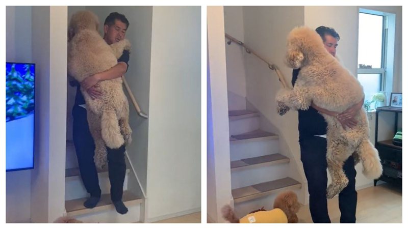一隻害怕上下樓梯的標準貴賓犬每天都要爸爸抱才能下樓。 (圖/取自影片)