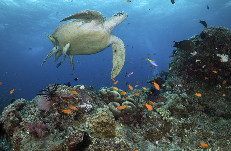 澳洲海洋科学院今天发布报告表示，澳洲大堡礁（Great Barrier Reef）2/3区域的珊瑚覆盖面积创36年来新高，但珊瑚礁仍易受到日益频繁的大规模白化危机影响。 美联社(photo:UDN)