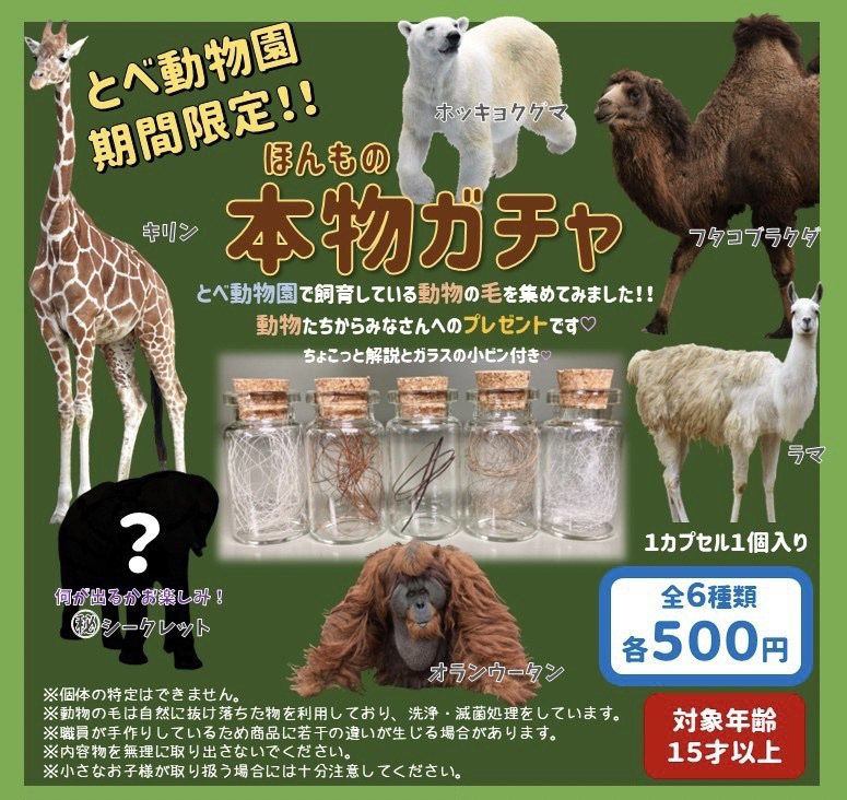 日本爱媛县立砥部动物园推出动物体毛转蛋，包含北极熊、大羊驼、骆驼、猩猩、长颈鹿，以及一种秘密动物。图撷自(photo:UDN)