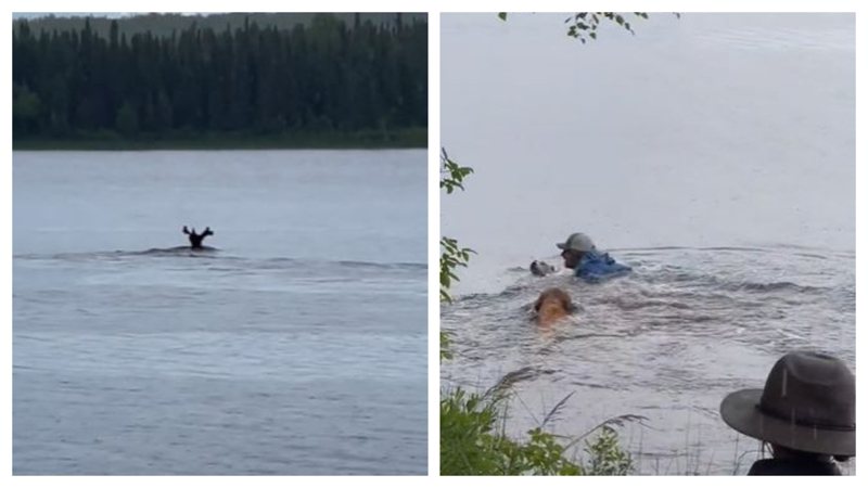 兩隻狗狗看到湖裡有鹿想去跟對方打招呼，跳進水中想游過去，飼主在一旁看到嚇到趕緊跳水救狗。 (圖/取自影片)