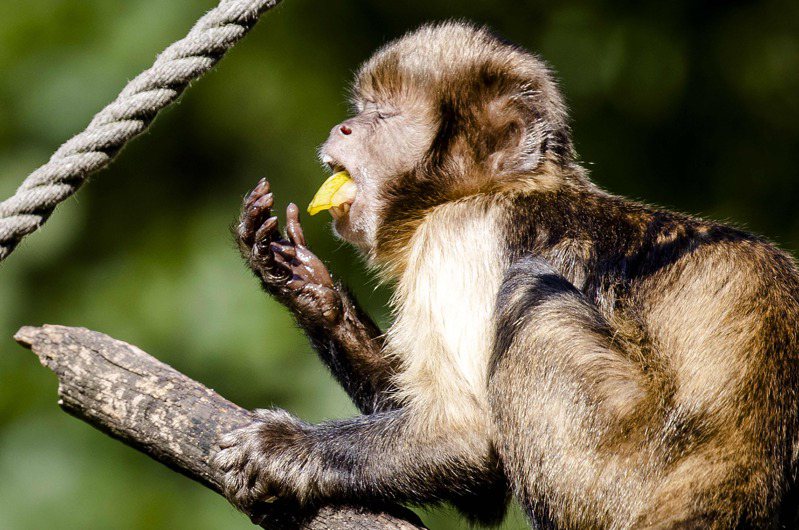 巴西发生多起灵长类动物遭袭击的事件后，世界卫生组织（WHO）强调猴痘爆发与猴子无关。法新社(photo:UDN)