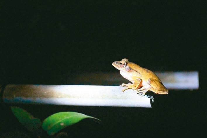 夜間導覽可看到螢火蟲、布氏樹蛙等在地物種。圖／陳玫伶提供