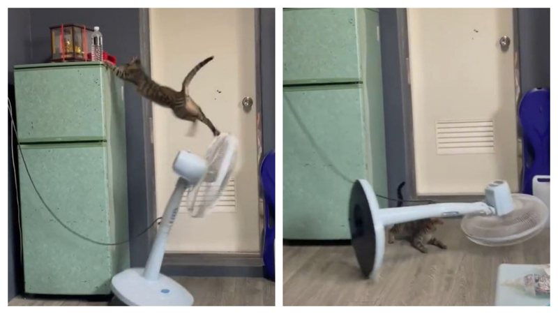 一隻貪玩的虎斑貓把電風扇當作跳台玩，想要跳到另一邊的冰箱上方，結果起跳瞬間一個腳滑不慎摔落地面，過沒多久電扇也直接面朝下重砸在地上。 (圖/取自影片)