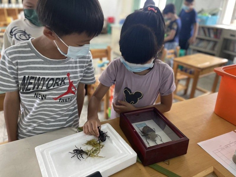雲林麥寮興華國小學童小心翼翼製作昆蟲標本。記者陳苡葳／攝影