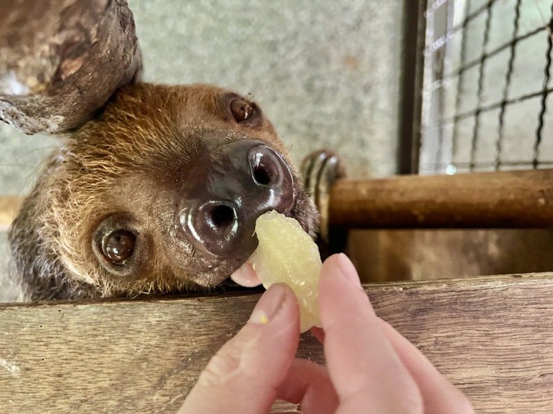 二趾樹懶享用柚子。圖／壽山動物園提供