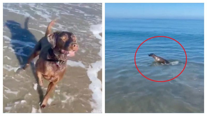 一名飼主帶著自家愛犬在沙灘上玩你丟我撿的遊戲，結果海中出現一隻野生海豹加入戰局，變成一狗一豹一起玩拋接球的奇觀。 (圖/取自影片)