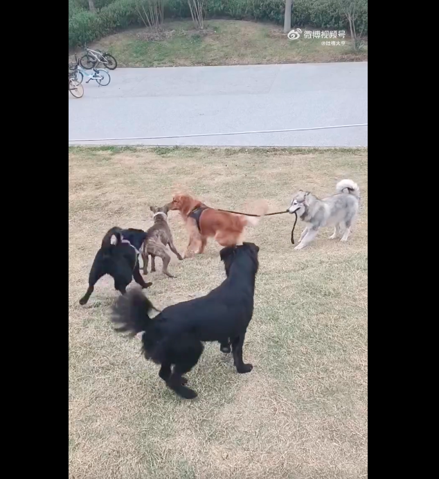 黃金獵犬打架、阿拉斯加犬勸架的畫面在網路上引起熱議。圖/翻攝自微博