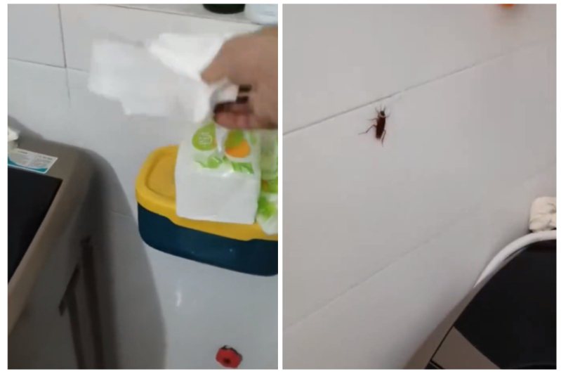 有網友分享只要用衛生紙沾水就能輕鬆抓到蟑螂。圖取自微博
