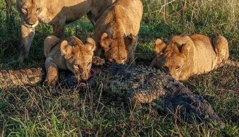 一群母獅圍著一隻尼羅鱷啃食。圖取自reddit