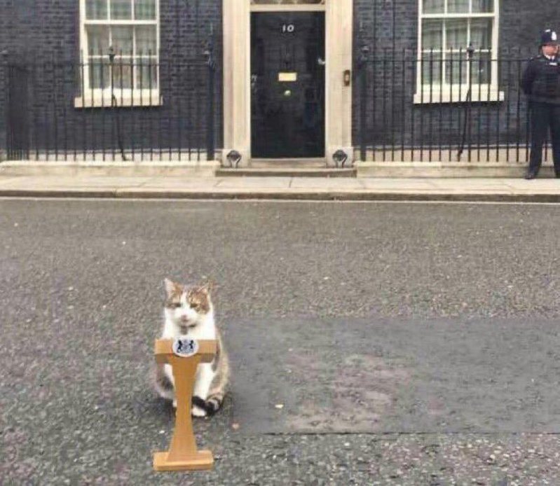 长住英国首相官邸的首席捕鼠大臣猫咪赖瑞。撷取自推特(photo:UDN)