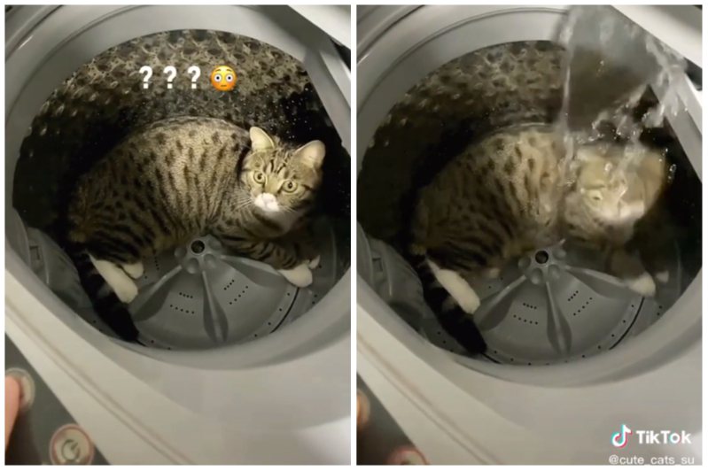 一隻虎斑貓跑到洗衣機裡，主人使出粗暴的一招「注水」，逼得貓咪一秒逃出來。圖取自抖音