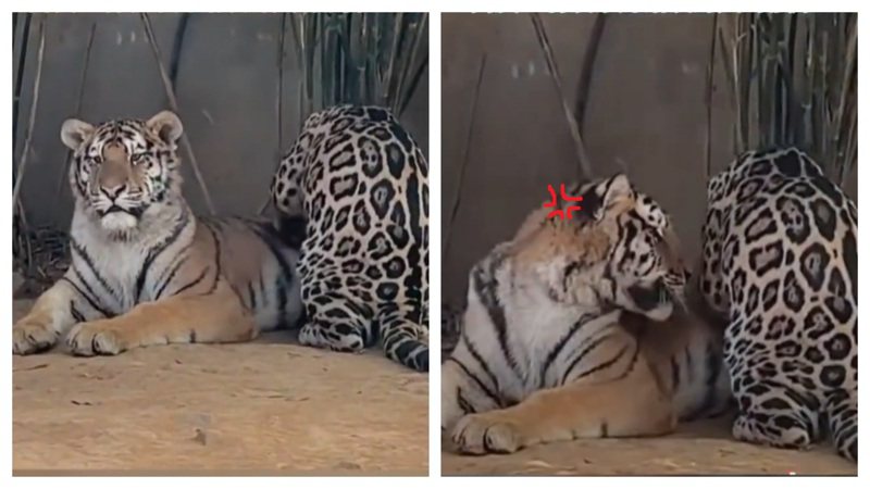 動物園的飼育員某天拍下神奇的一幕，一隻豹居然正在給老虎「馬殺雞」，老虎趴在地上靜靜享受著同樣身為貓科動物的豹按摩中，豹看起來相當賣力的在按摩，但老虎還不時回頭像是在抱怨力道太輕。 (圖/取自影片)