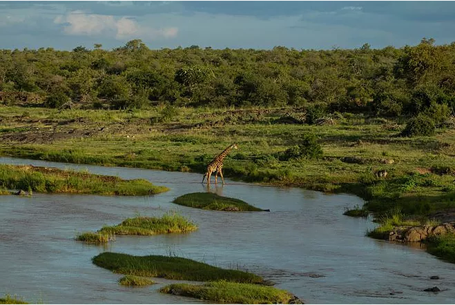 一隻老長頸鹿受困河水暴漲的孤島。圖取自lowvelder