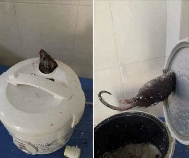 一名女子在家裡的電鍋裡驚見一隻大老鼠卡在蓋子洞口，已經死亡多時。圖取自臉書