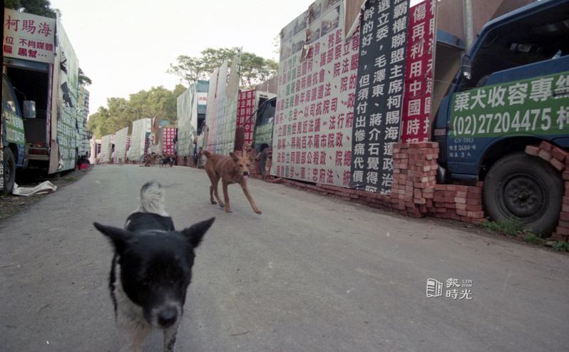 民間人士柯賜海在台北市陽明山中庸一路上停滿載有流浪狗的車輛。圖＼聯合報系資料照（1999/2/24 林建榮攝影）