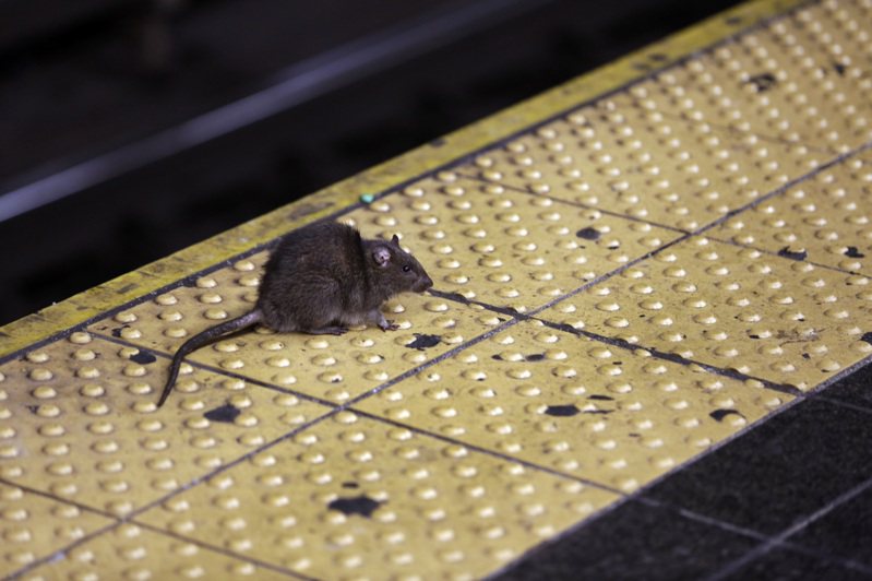 纽约市苦于老鼠横行霸道，正征求有能力减轻鼠患的总司令，也就是所谓的「灭鼠沙皇」。图／美联社(photo:UDN)
