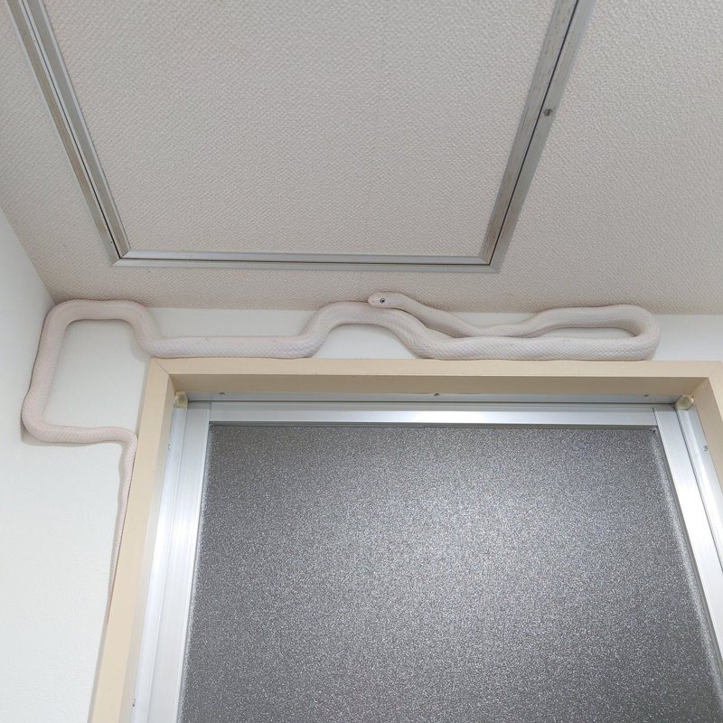 日前在網路上有一張照片瘋傳，只見一間房間的冷氣內部管線長得相當神奇，竟沿著門框不斷延伸，但其實這條管線是一隻白蛇偽裝來的，精湛的隱身術讓不少網友驚訝。 (圖/取自推特)