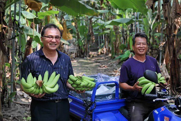 藝隆農產出產的香蕉不僅供貨國內知名美式賣場、超商龍頭，也打進日本小學、東奧選手村。 （王建棟攝）