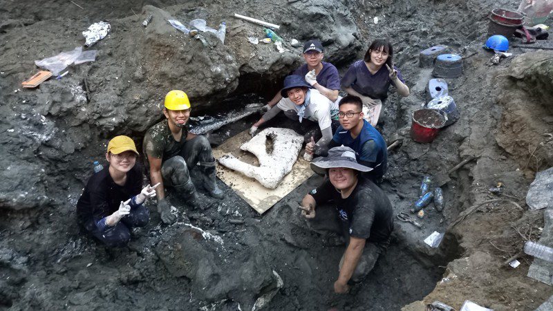 科博館楊子睿博士團隊，今年在屏東縣恆春鎮頭溝發掘出一具距今約8萬5千年、全長超過15公尺、完整度高達70％以上的鯨魚化石標本，是目前台灣發現最大、最完整的鯨魚化石。圖／國立自然科學博物館提供