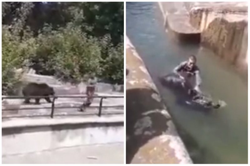 一名酒醉男子跑到動物園入侵棕熊的圍欄，和牠大打一架。圖取自reddit