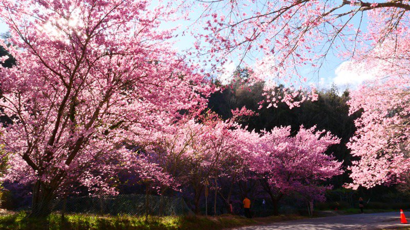 今年武陵農場櫻花季2月7日至2月28日登場，共計22日。圖為去年花季照。圖／公路總局提供
