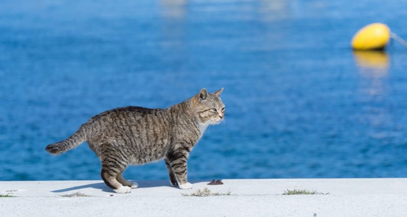 日本宫城县的代田岛是日本最着名的猫岛，岛上猫咪的数量远远超过其人口。图撷自(photo:UDN)