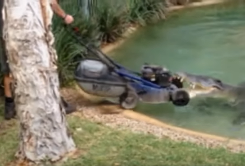 澳洲一隻鱷魚似乎不滿割草機的噪音，從動物園員工手中把割草機拖進水裡。圖擷自Youtube