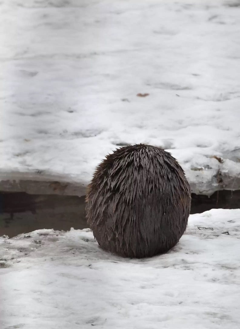 女子在雪地裡發現一個毛茸茸的棕色球體，一時間無法辨別其身分。圖取自臉書