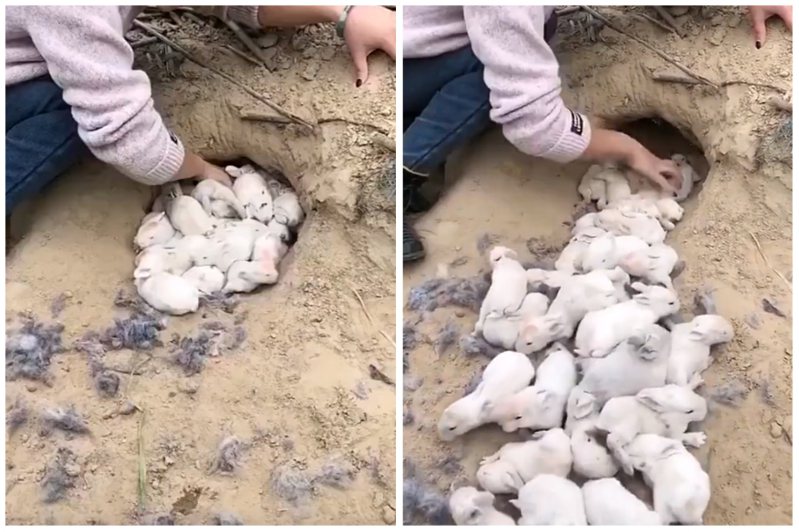 女子在農田裡挖到一個兔子窩，裡面有數不清的小白兔。圖取自微博