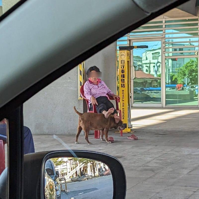網友拍到狗狗讓阿嬤饋咖的畫面。圖擷自路上觀察學院