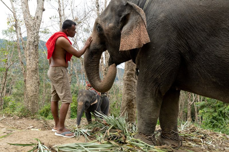 泰国一个大象营经营者表示，由于中国开放边境，泰国将迎来中国观光客和世界各地游客，已经添购6头大象，提供从骑乘到帮大象洗澡等活动。 路透社(photo:UDN)