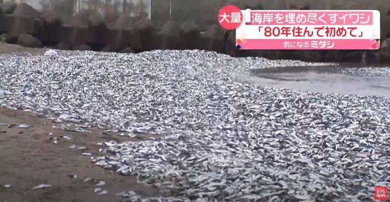 日本新潟縣8日當天發生一起詭異現象，有民眾目擊大量沙丁魚被沖上岸，整個沙灘上擠滿了沙丁魚，海岸線200公尺的範圍內滿滿都是。 (圖/取自影片)