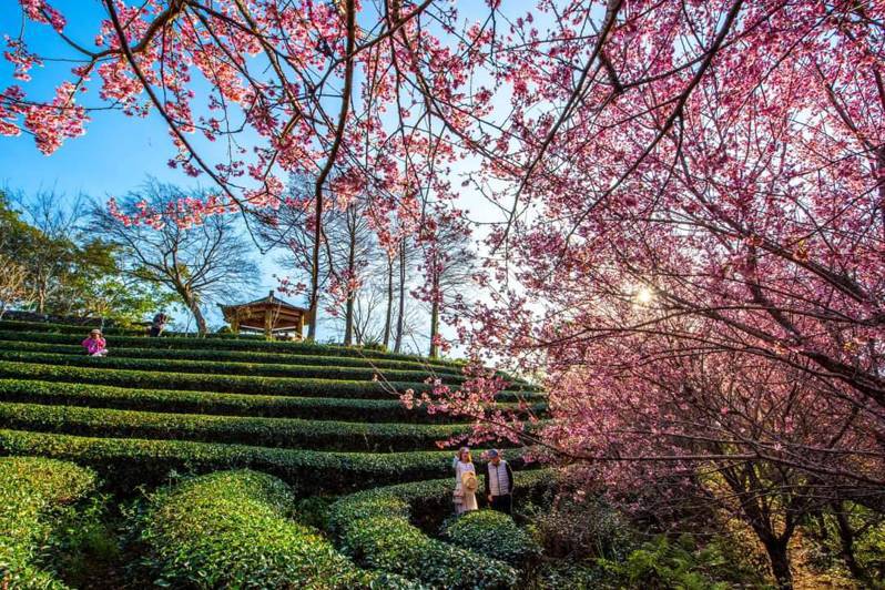 粉紅櫻花與茶園綠葉，相映成趣。圖／石姓讀者提供