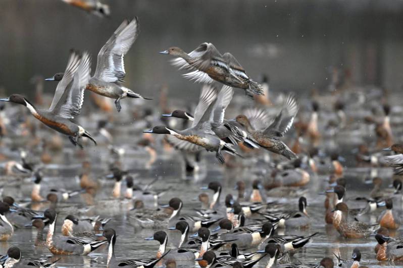 最近在壯圍鄉新南及壯六地區經常聚集4、5百隻尖尾鴨，成群飛舞，昨天卻傳出集體暴斃。圖／讀者提供