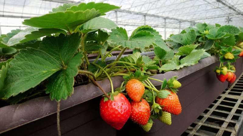 太保市草莓達人侯喬偉經營泌霖觀光農園，以溫室培育出30餘種草莓，獲選第六屆百大青農。圖／農糧署南區分署提供