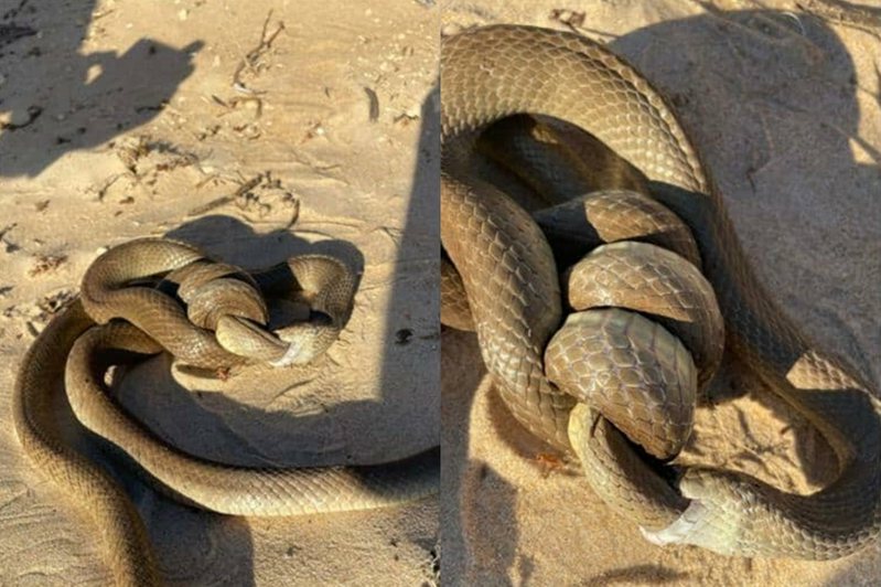 兩條蛇纏成一團，仔細一看竟然是杜格蛇同類相食。圖擷自推特@petnews2day